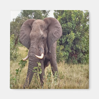 Aimant Eléphant