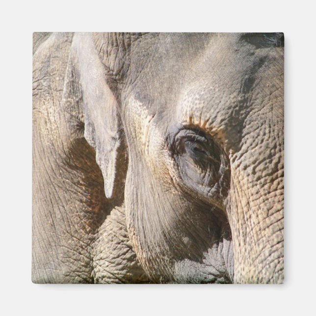 AIMANT ÉLÉPHANT (Devant)