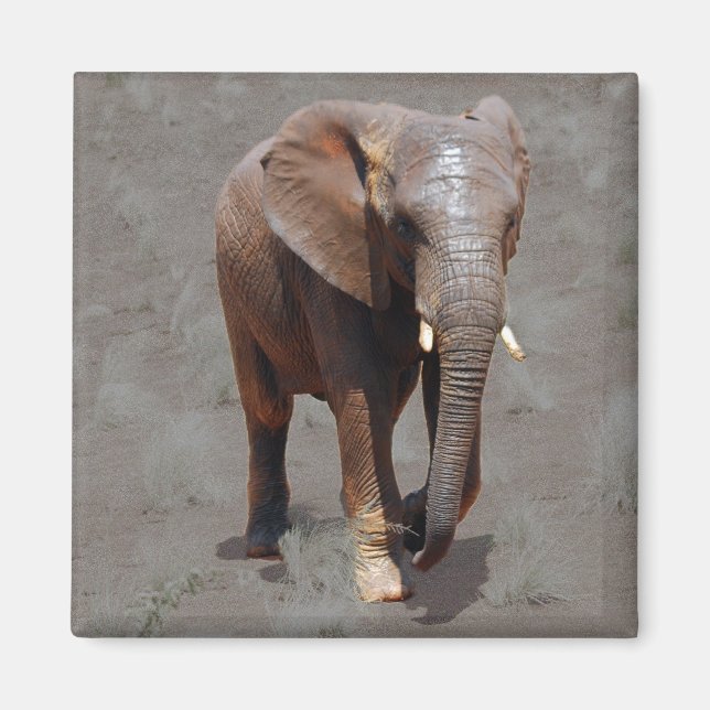 Aimant éléphant africain (Devant)