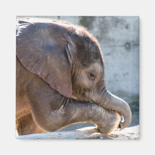 Aimant Eléphant bébé