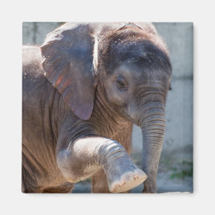 Aimant Eléphant bébé