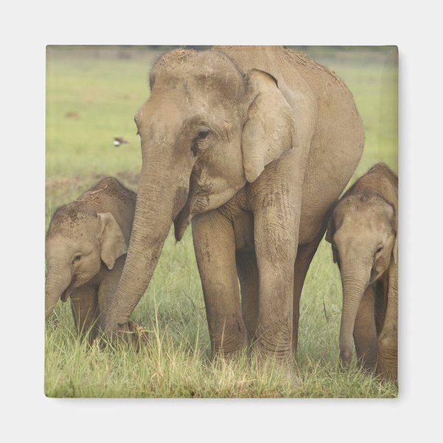 Aimant Éléphant d'Asie indien et jeunes (Devant)