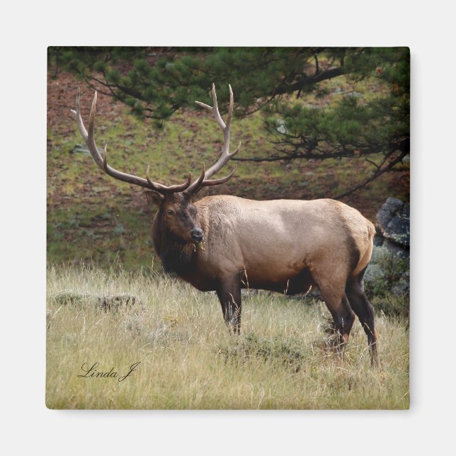 Aimant Elk dans le désert (Devant)