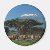 Elphants du Mont Kilimandjaro