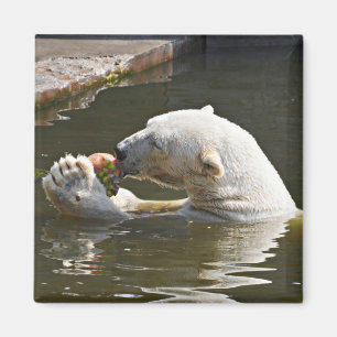 Aimant Emblème d'ours polaire mangeant des fruits