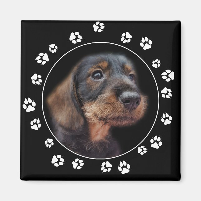 Aimant Empreintes de pattes de chiot Dachshund Wirehair (Devant)