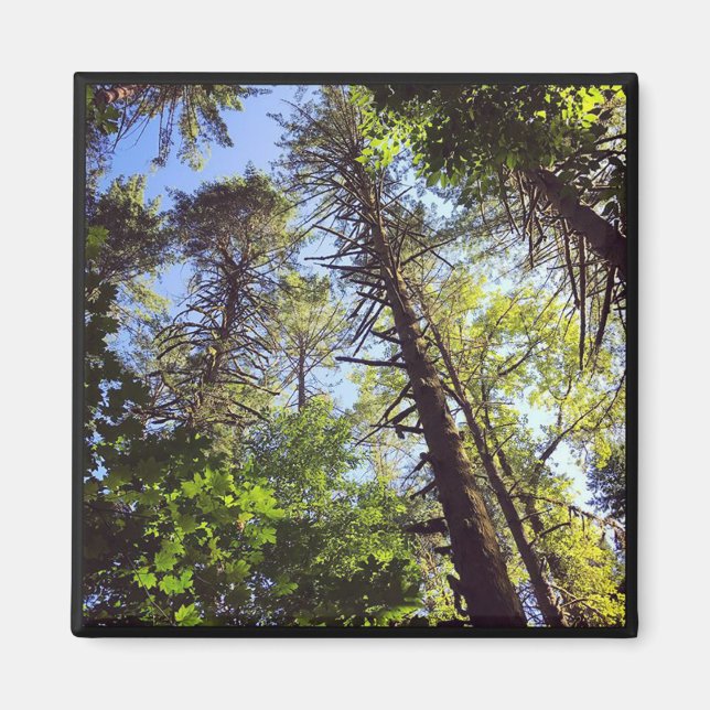 Aimant En regardant les arbres (Devant)