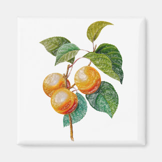 Aimant Entraîne sur la branche. Design vintage coloré