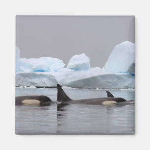 Aimant épaulards (orques), orque d'Orcinus, cosse