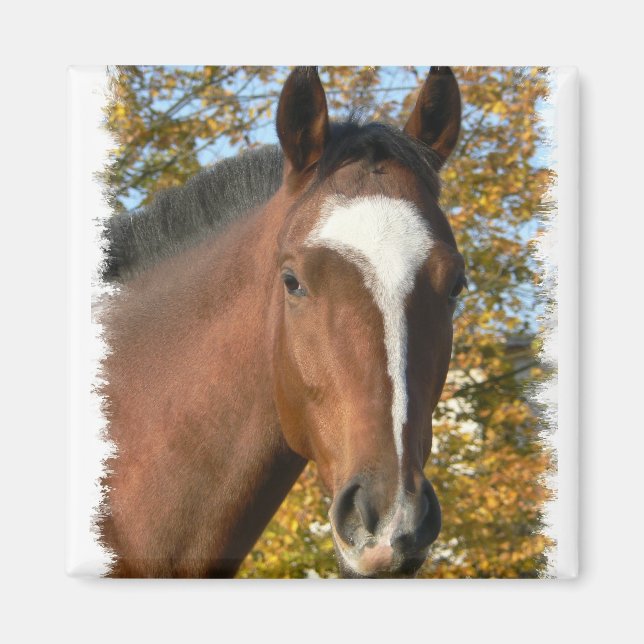 Aimant Épingle Carré du quart de cheval (Devant)