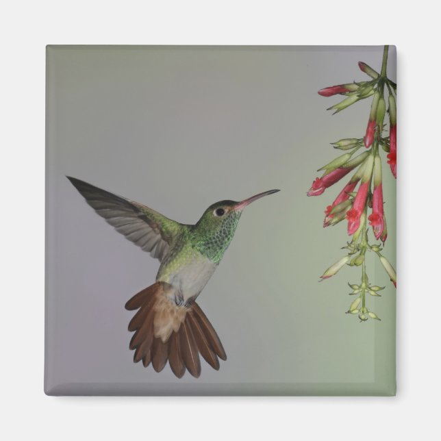 Aimant Equateur, Tandayapa Bird Lodge. À queue rousse (Devant)