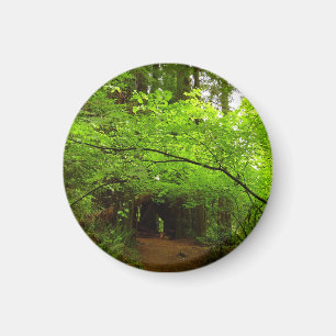 Aimant Érables dans la forêt de séquoias