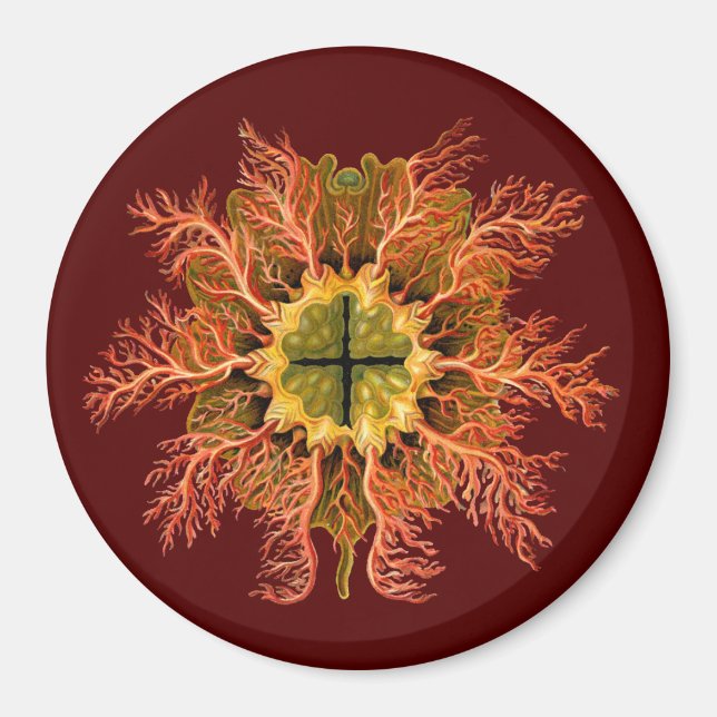 Aimant Ernst Haeckel (Devant)