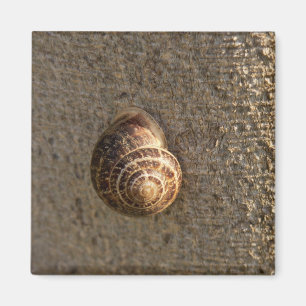 Aimant Escargot