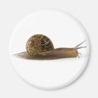 Aimant escargot