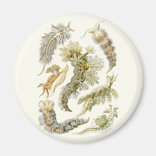 Aimant Escargots vintages et limaces de mer par Ernst Hae