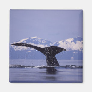 Aimant États-Unis, Alaska, baleine à bosse du passage int