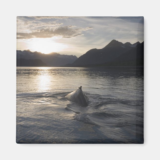 Aimant États-Unis, Alaska, Parc national de Glacier Bay, (Devant)