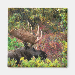 Aimant États-Unis, Alaska, Parc national Denali, Élan mâl