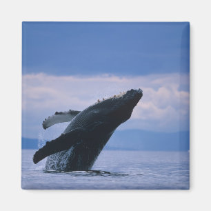 Aimant États-Unis, Alaska, Tongass National Forest, Humpb