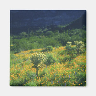 Aimant États-Unis, Arizona, Organ Pipe Cactus National