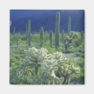 Aimant États-Unis, Arizona, Parc national du cactus Organ