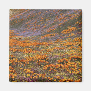 Aimant États-Unis, Californie, Montagnes de Tehachapi, 2
