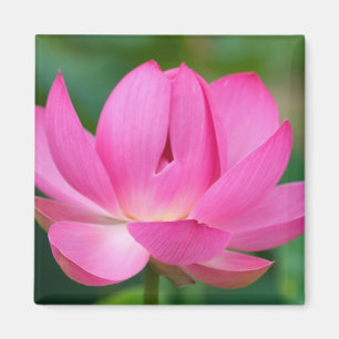 Aimant États-Unis; Caroline du Nord; Fleur de lotus