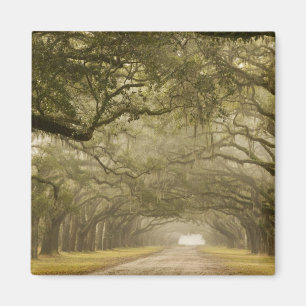 Aimant États-Unis, Géorgie, Savannah, Une allée bordée de