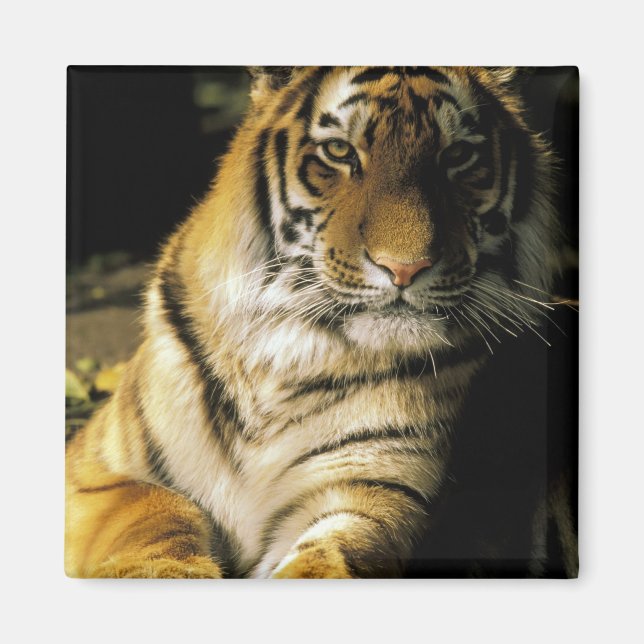 Aimant États-Unis, Michigan, Détroit. Zoo de Détroit, tig (Devant)
