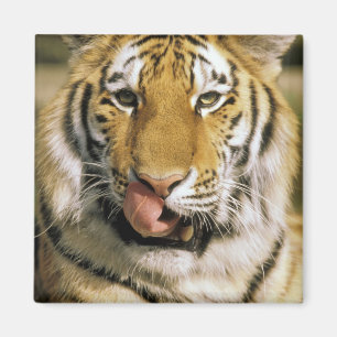 Aimant États-Unis, Michigan, Détroit. Zoo de Détroit, tig