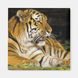 Aimant États-Unis, Michigan, Détroit. Zoo de Détroit, tig