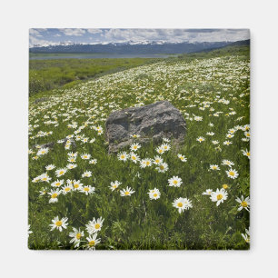 Aimant États-Unis, Montana, Marguerite sauvage en fleurs