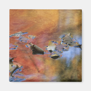 Aimant États-Unis, New York, Adirondacks, Feuilles mortes