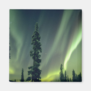 Aimant États-Unis, région de Fairbanks, centre de l'Alask