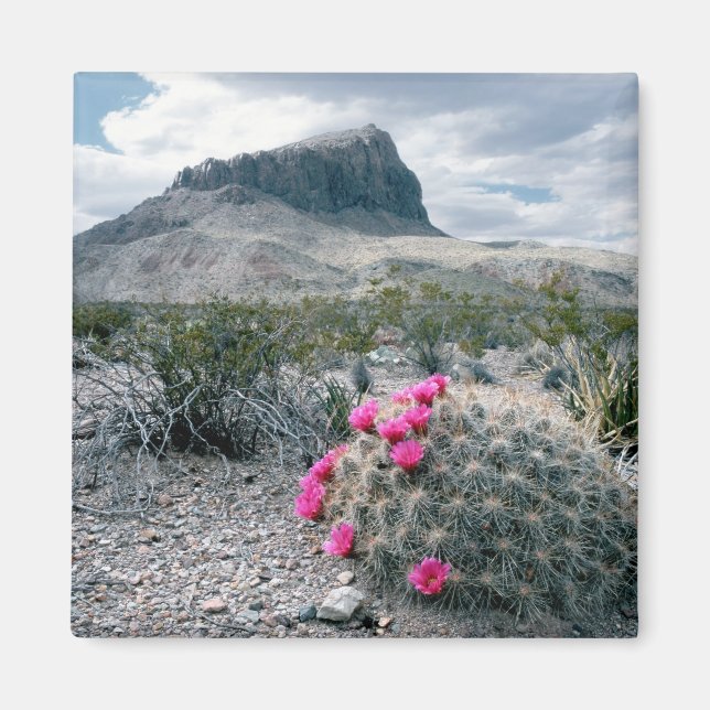 Aimant États-Unis, Texas, Big Bend National Park. Florais (Devant)