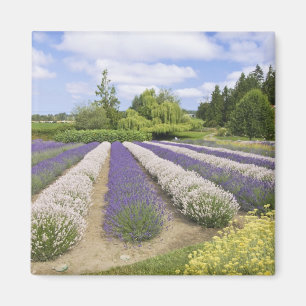 Aimant États-Unis, WA, Sequim, Purple Haze Lavender Farm