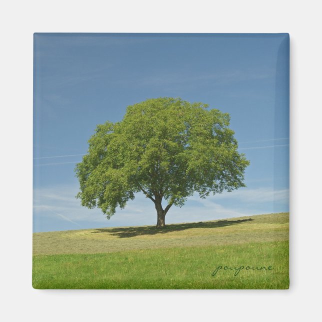 Aimant été (Devant)