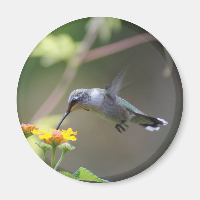 Aimant Été Hummer (Devant)