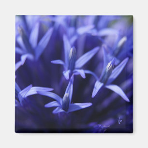 Aimant étoiles bleues