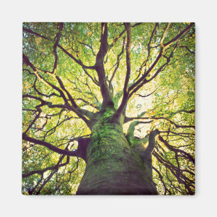 Aimant Étreindre d'arbre