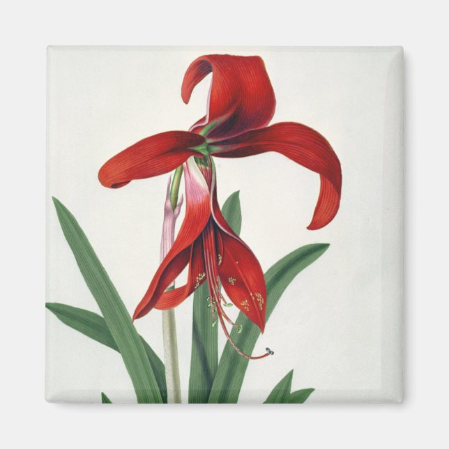 Aimant Étude des fleurs, (Devant)