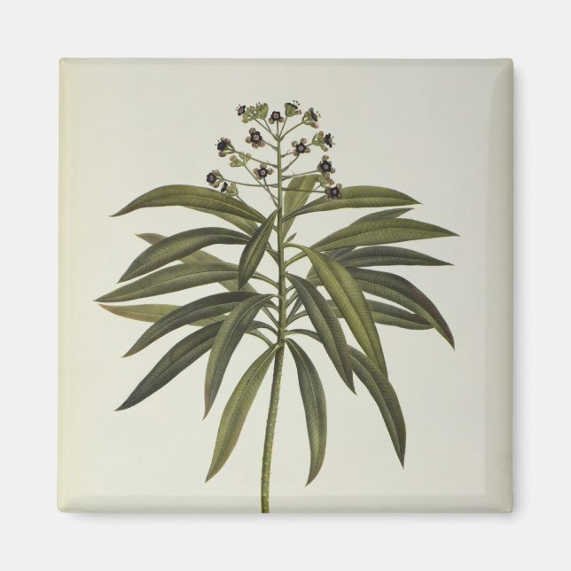 Aimant Euphorbia Mellifera (Devant)