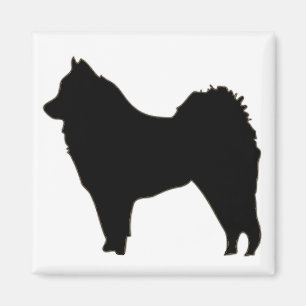 Aimant eurasier
