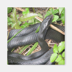 Aimant Exposer au soleil de serpent de coureur noir