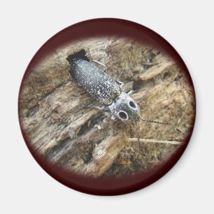 Aimant Eyed Elater Click Beetle - Alaus oculatus