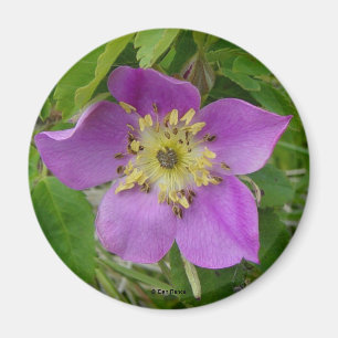 Aimant F13 Rose sauvage Alberta Rose sauvage Prickly Rose