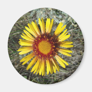 Aimant F1 fleur sauvage jaune Gaillardia