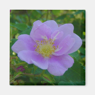 Aimant F37 Rose sauvage