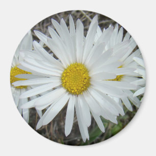Aimant F42 Fleurs sauvages blanches Aster lisse